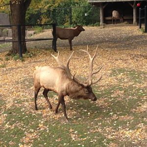 11/1/2014 - Comanche