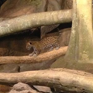 11/1/2014 - Jaguar Cub