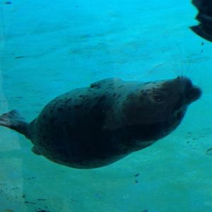 11/1/2014 - King Julian