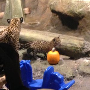 11/1/2014 - Jaguar Cub