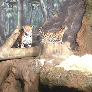 11/1/2014 - Stella and Cub