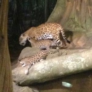 11/1/2014 - Stella and Cubs