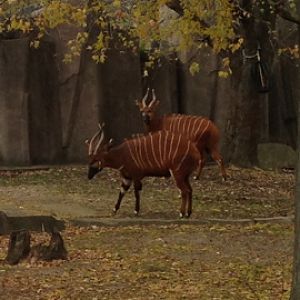 11/1/2014 - Autumn Bongos