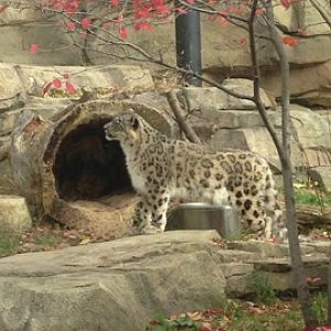 11/1/2014 - Tomoris the Proud Mother