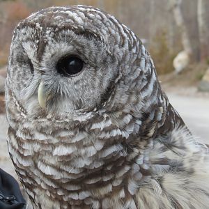 Barred Owl