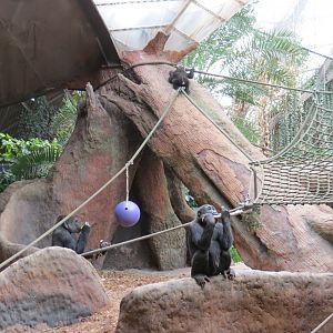 Lowland Gorilla