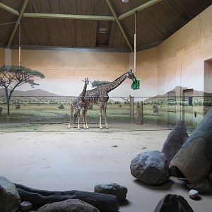 Masai Giraffe