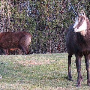 Chamois