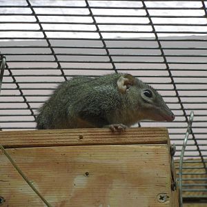 Common treeshrew