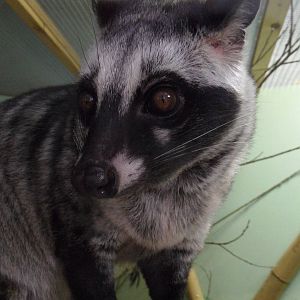 Asian palm civet