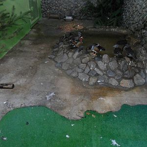 Mandarin duck exhibit