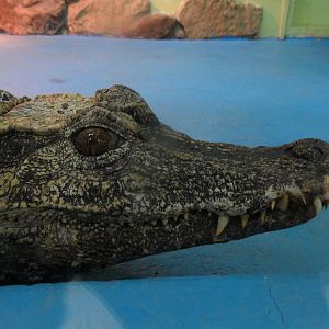Smooth-fronted caiman