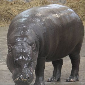 Pygmy hippo