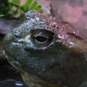 African bullfrog