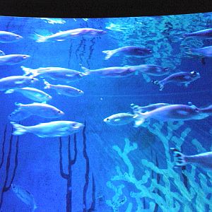 Barred Flagtail (Kuhlia mugil)