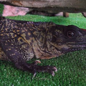 Sailfin lizard