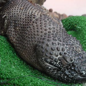 Mexican beaded lizard