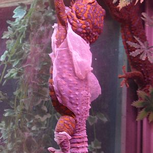 Molting tokay gecko