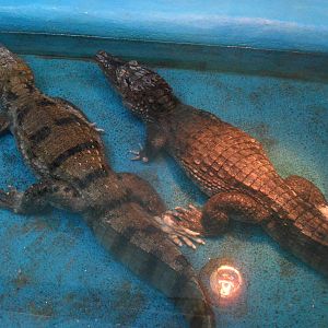 Caimans holding feet