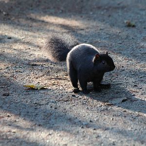 Black Squirrel - Nov 2014