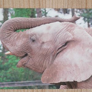 African elephant