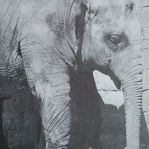 Pwtyn, the Asian elephant