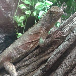 Diving lizard, also Mophead or Brown tree climber