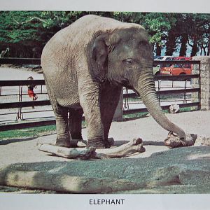 Asian elephant
