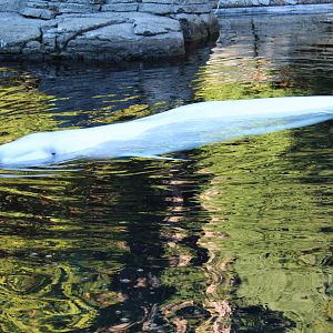 Beluga - Nov 2014