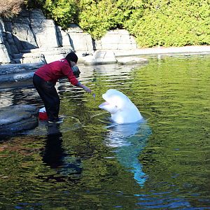 Beluga - Nov 2014