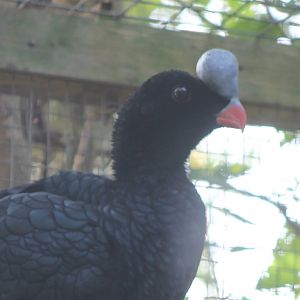 Northern helmed curassow