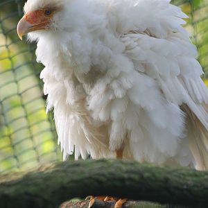 White caracara
