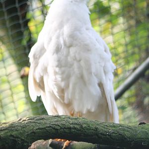 White caracara
