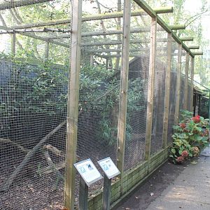 Aviary Helmed curassow and Blue pie