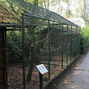 Aviary White caracara