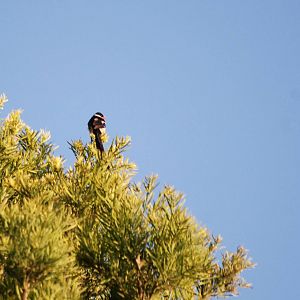 Pin-tailed Whydah at Goba, 16/10/14