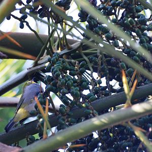 Montane White-eye at Goba, 16/10/14