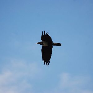 Pied Crow at Goba, 16/10/14