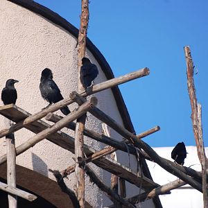 Somali Crows at Goba, 16/10/14
