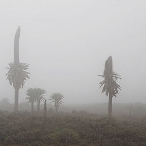 Giant Lobelias in Bale Mountains NP, 15/10/14