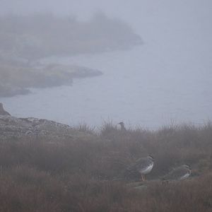 Moorland Francolins and Spot-breasted Lapwings in Bale Mountains NP, 15/10/