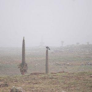 Light-phase Augur Buzzard in Bale Mountains NP, 15/10/14