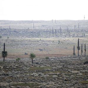 High-altitude Mountain Nyala in Bale Mountains NP, 15/10/14