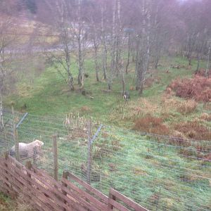 Polar bears were separated, this is the smaller holding enclosure