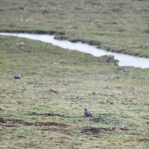 White-collared Pigeon in Bale Mountains NP, 15/10/14