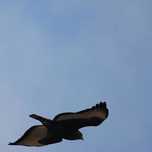 Dark-phase Augur Buzzard in Bale Mountains NP, 15/10/14