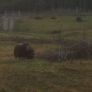 Musk ox