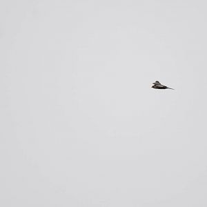 Lanner Falcon in Bale Mountains NP, 15/10/14