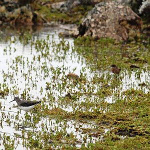Green Sandpiper in Bale Mountains NP, 15/10/14