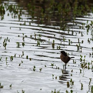 Moorland Chat in Bale Mountains NP, 15/10/14
